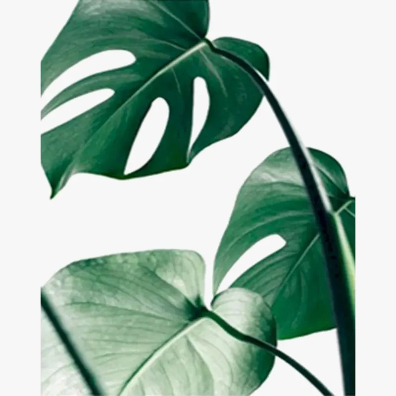 peinture à l'huile par numéro plante à colorier kit décoration bricolage